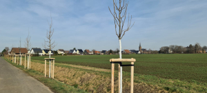 Read more about the article Baumpflanzungen entlang des Feldweges an der Unteren Ahr im Februar 2023