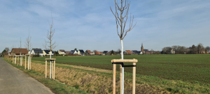 Mehr über den Artikel erfahren Baumpflanzungen entlang des Feldweges an der Unteren Ahr im Februar 2023